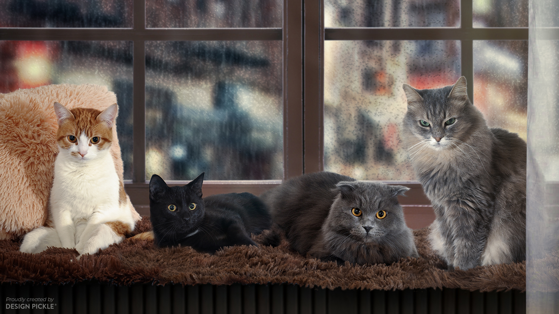 12 Cute Cozy Cats And Kittens Zoom Virtual Backgrounds | lupon.gov.ph